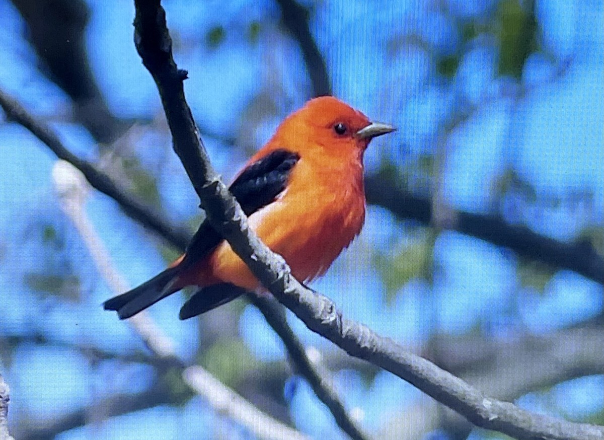 Scarlet Tanager - ML440441401