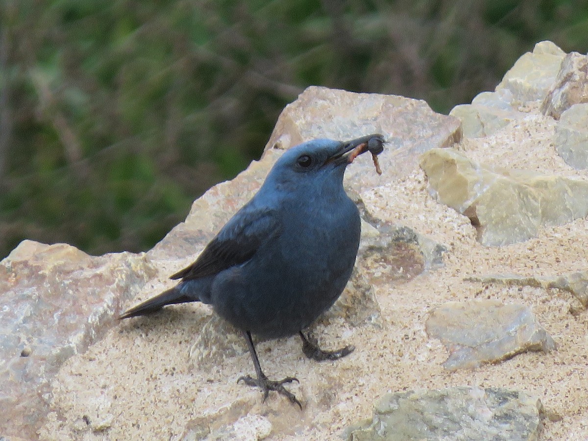 Blue Rock-Thrush - ML440442681