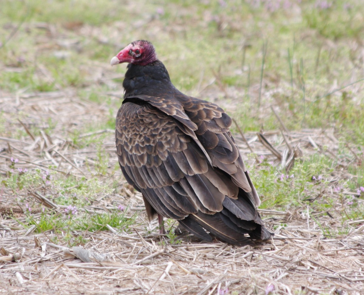 Turkey Vulture - ML440442751