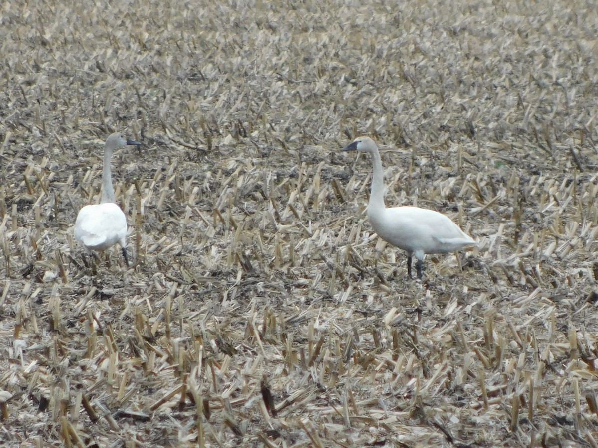 Tundra Swan - Mike Wilken