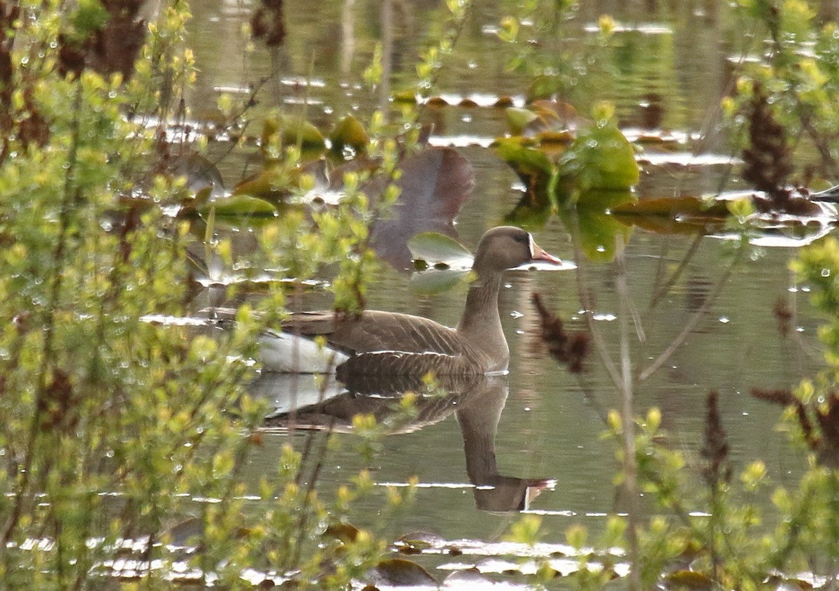 Greater White-fronted Goose - ML440443241