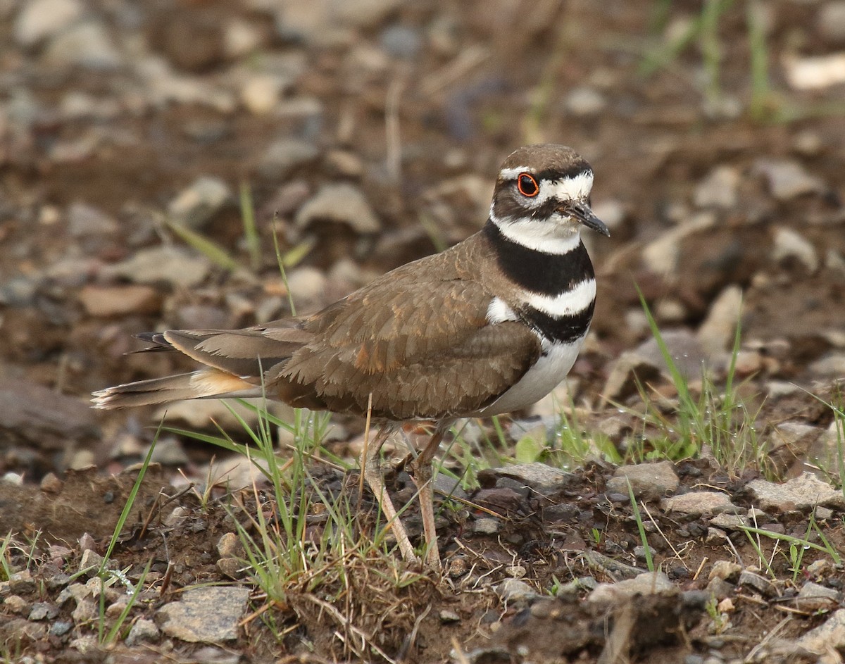 Killdeer - Greg Gillson