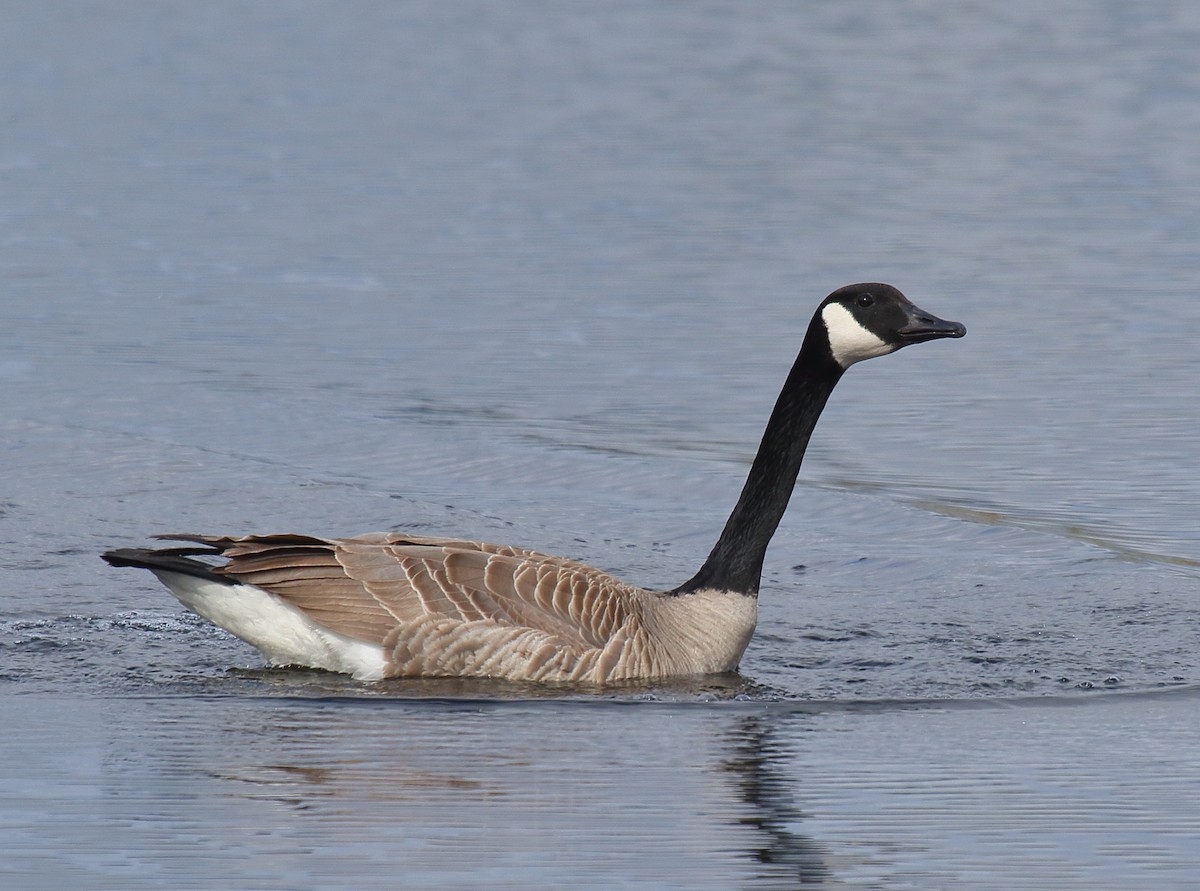 Canada Goose (moffitti/maxima) - Greg Gillson