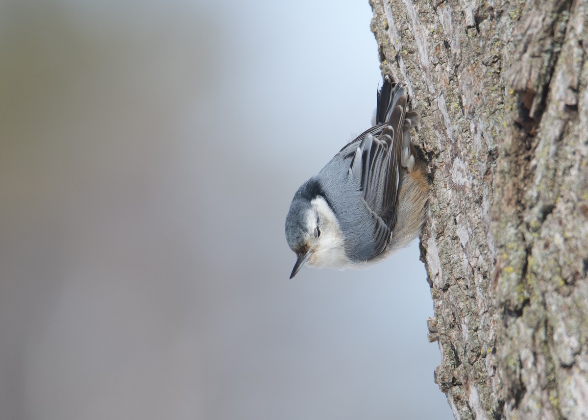White-breasted Nuthatch - ML440445491