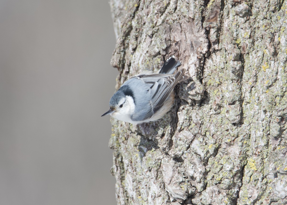 White-breasted Nuthatch - ML440445521