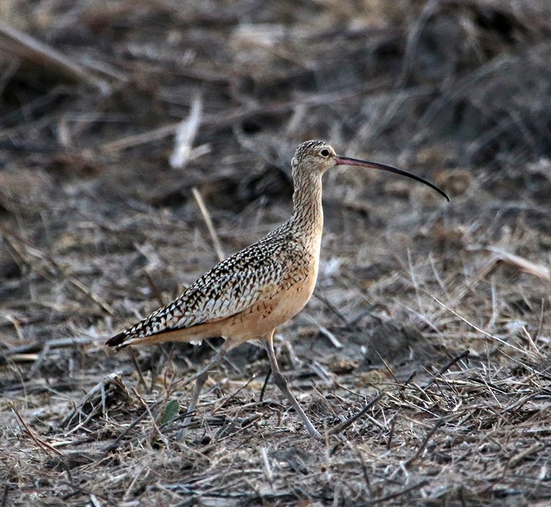 Long-billed Curlew - Patricia Velte