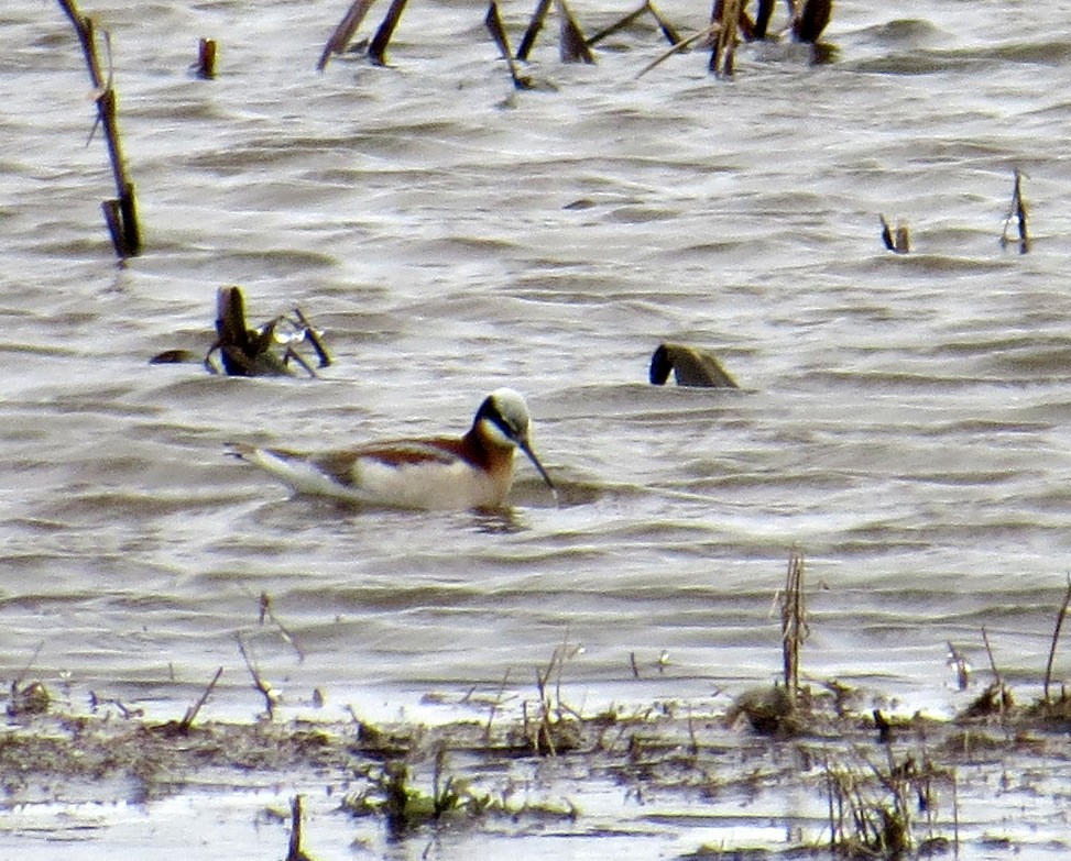 hvithalesvømmesnipe - ML440447371