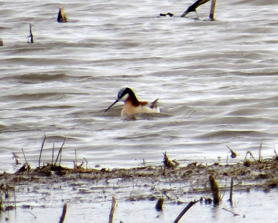 Wilson's Phalarope - ML440447411