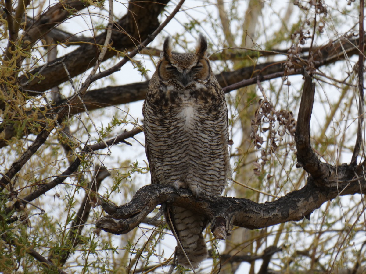 Great Horned Owl - ML440447501