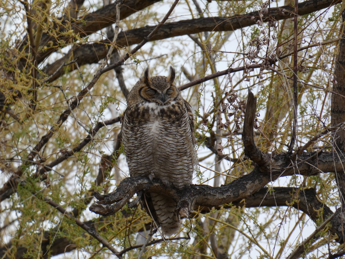 Great Horned Owl - ML440447511
