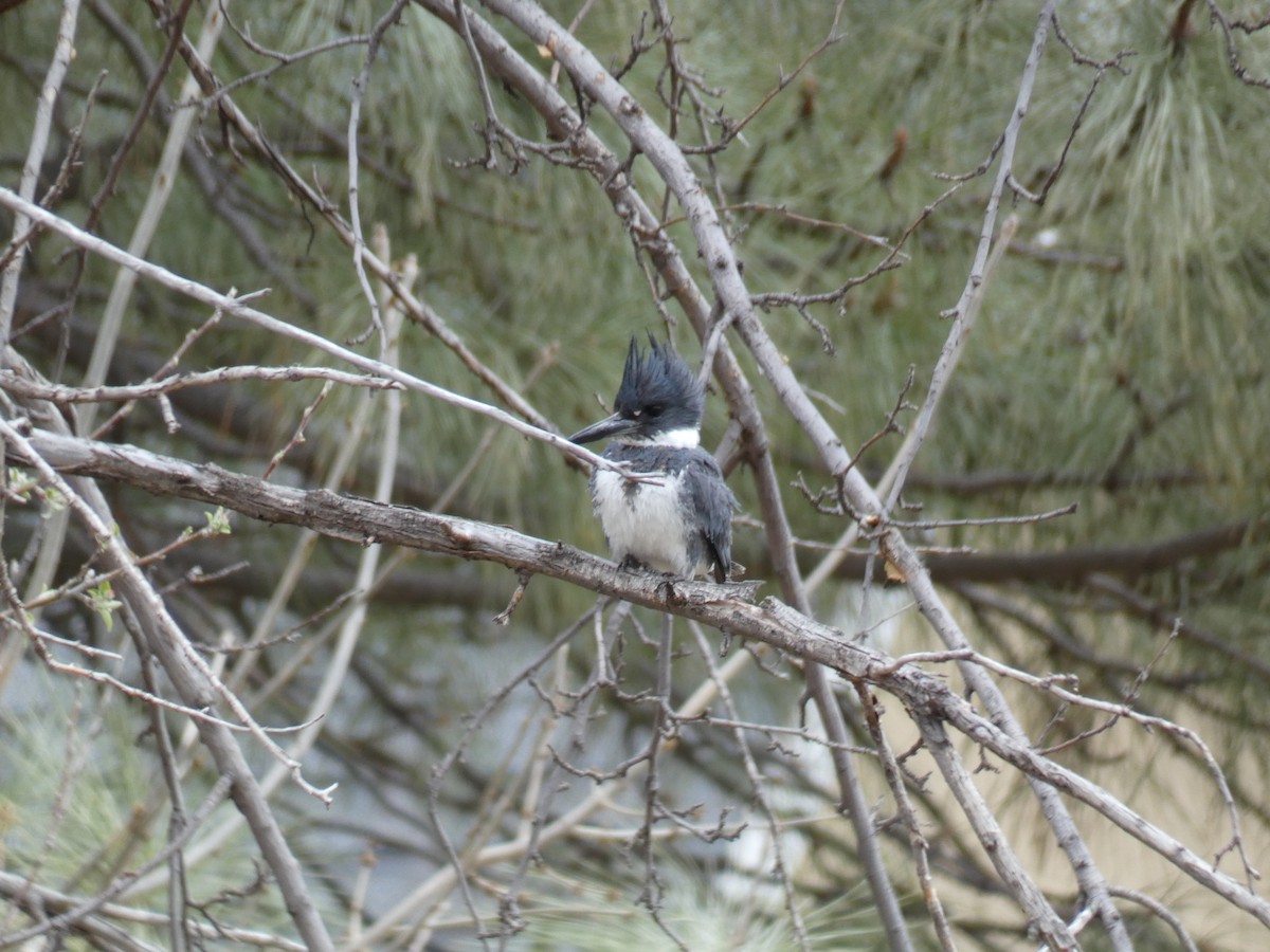 Belted Kingfisher - ML440447571