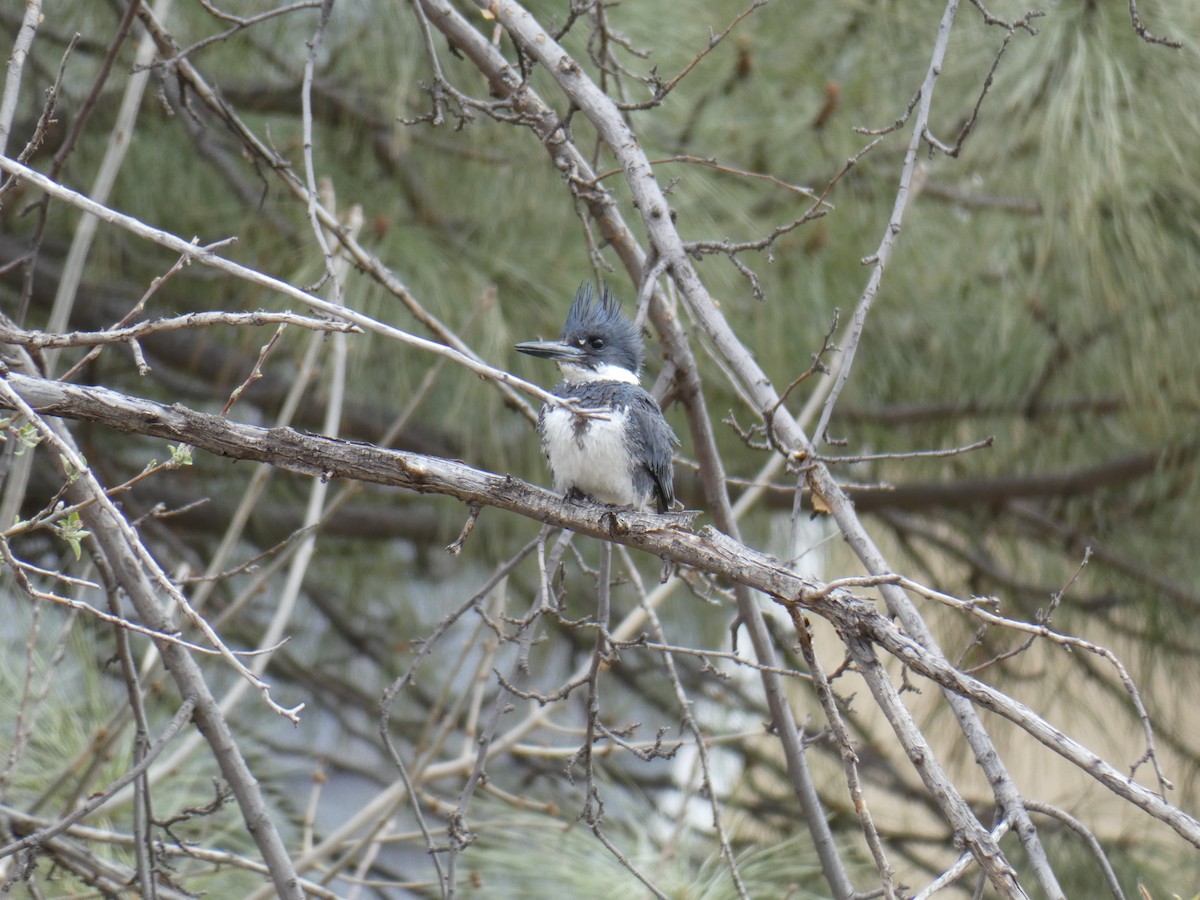 Belted Kingfisher - ML440447591