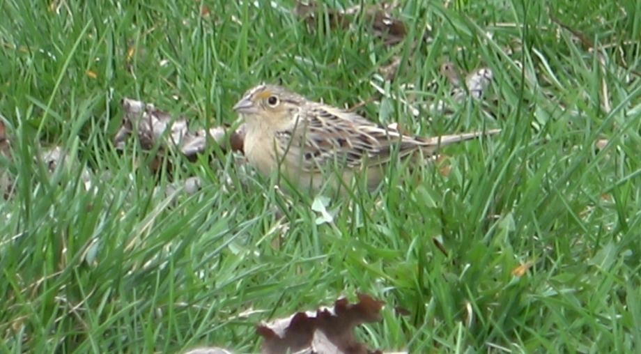Grasshopper Sparrow - ML440447791