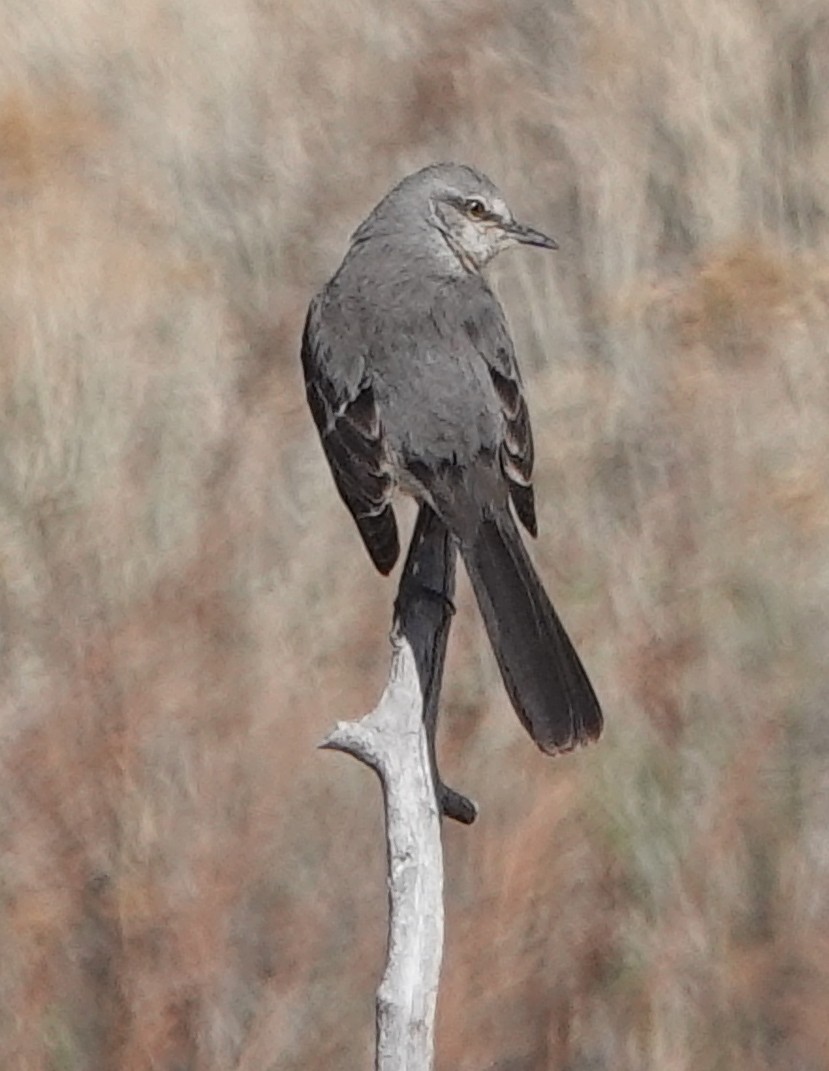 Northern Mockingbird - ML440448421