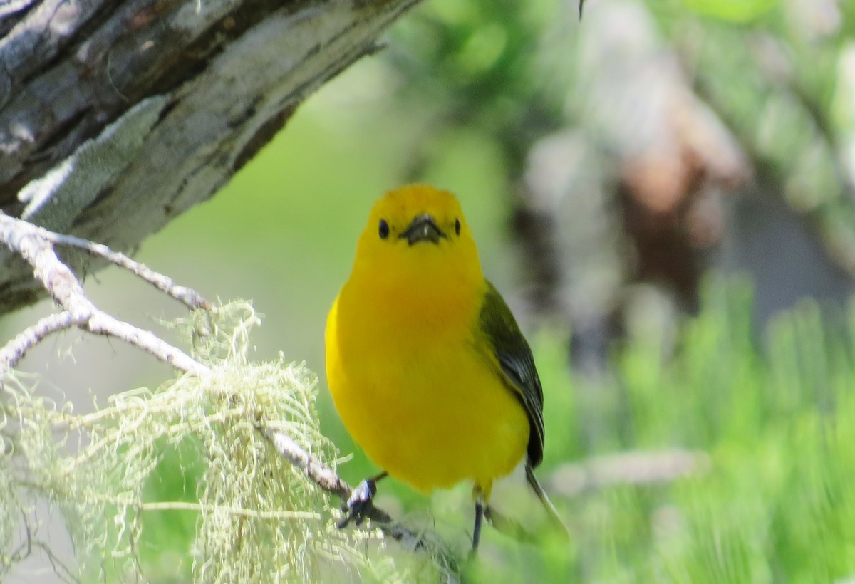 Prothonotary Warbler - ML440448671