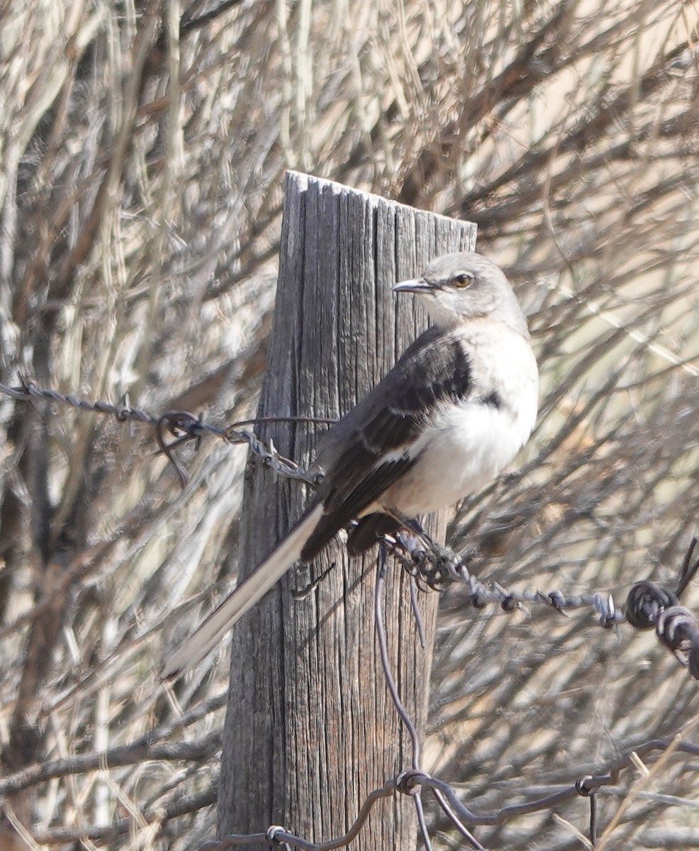 Northern Mockingbird - ML440449191