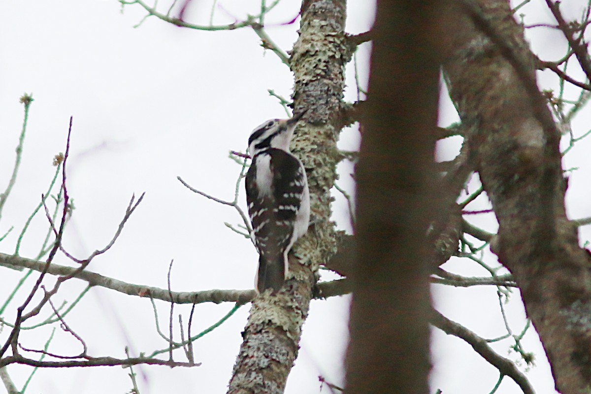 Hairy Woodpecker - ML440449321
