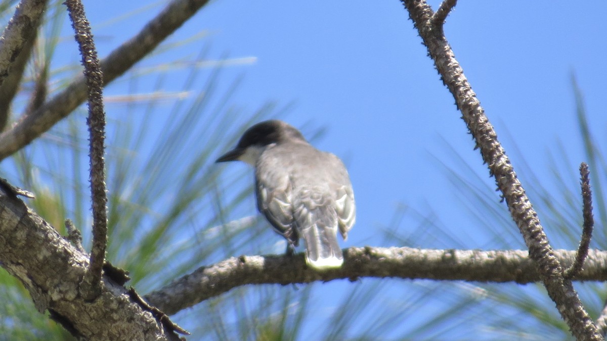 Eastern Kingbird - ML440449391