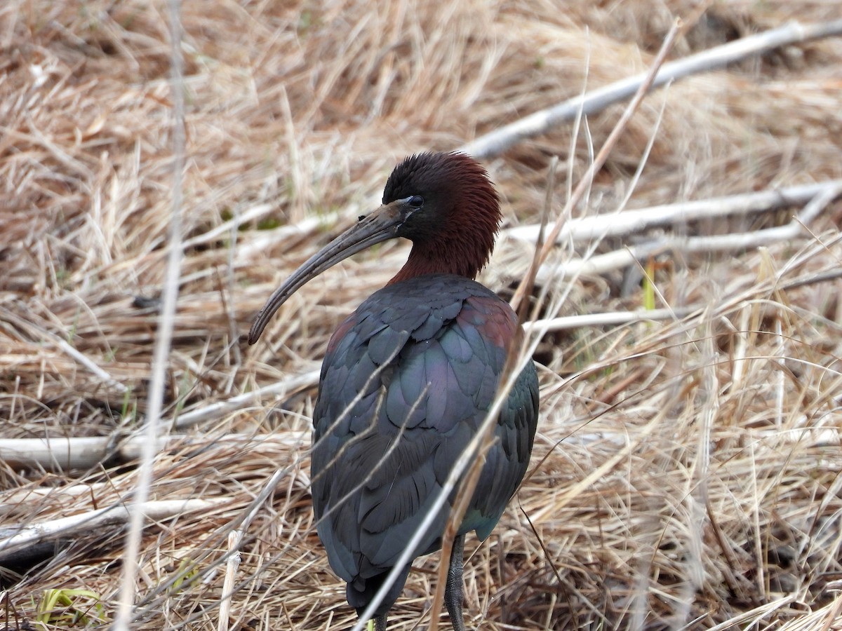 ibis hnědý - ML440450011