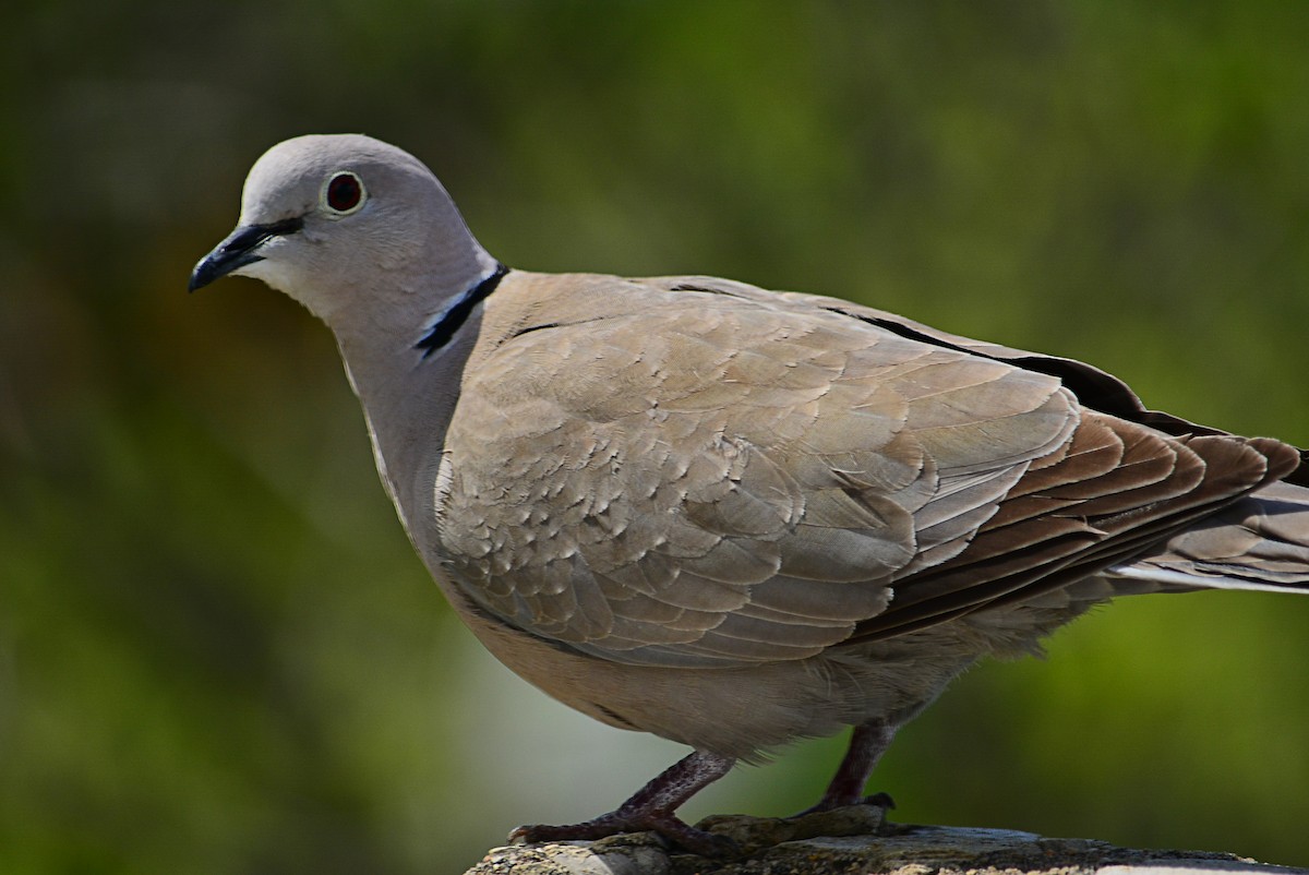 Eurasian Collared-Dove - Paulo Narciso