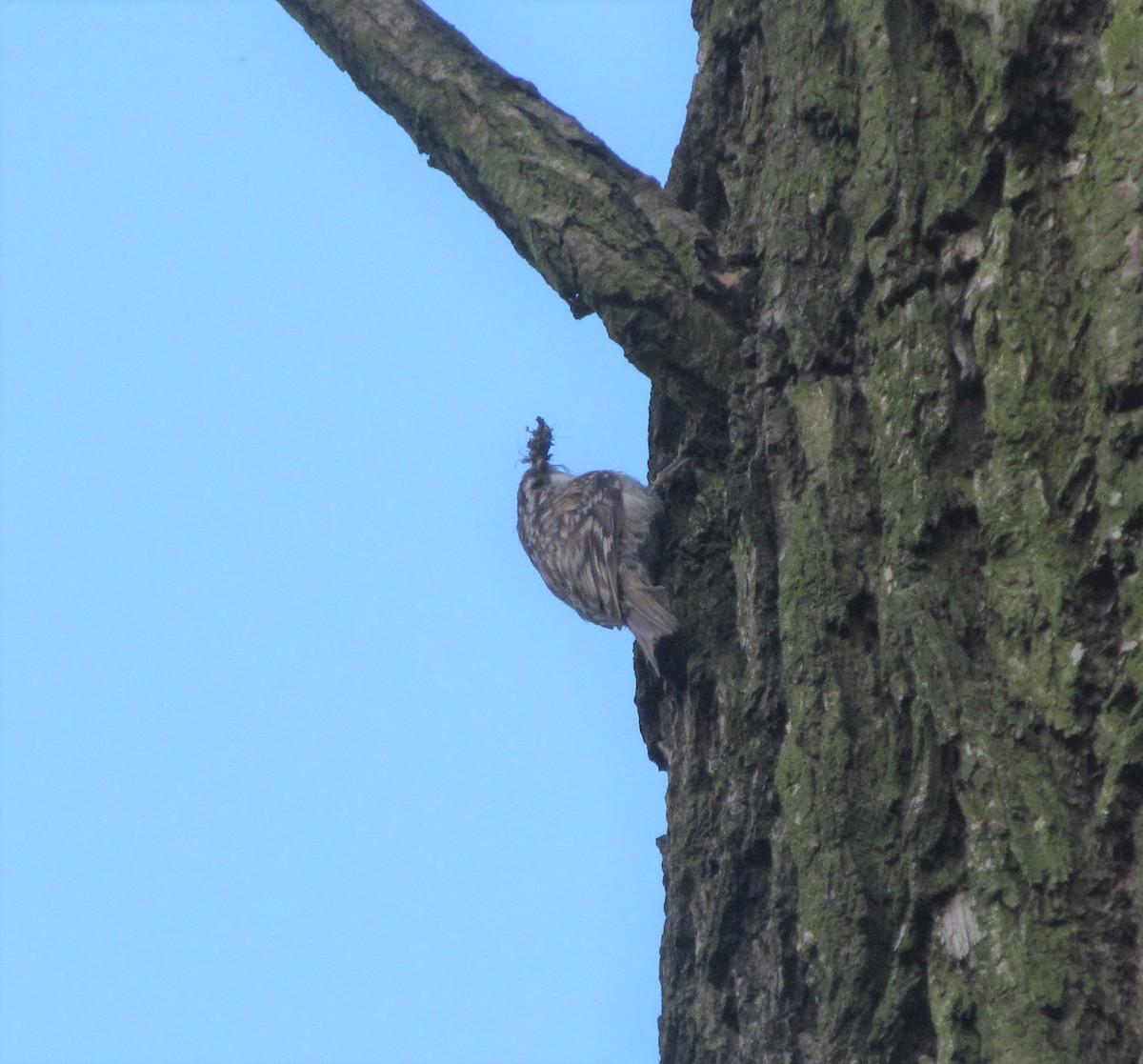 Eurasian Treecreeper - ML440451861