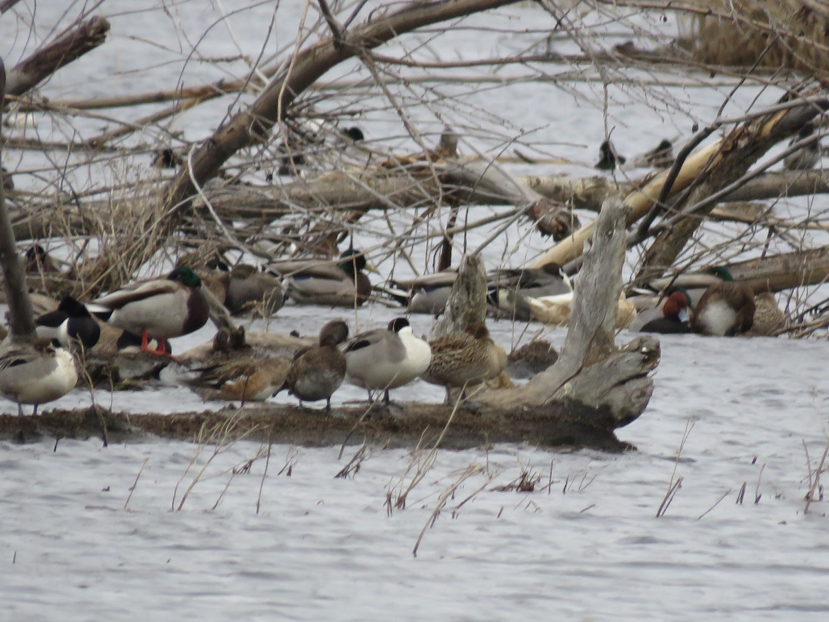 Northern Pintail - ML440454971