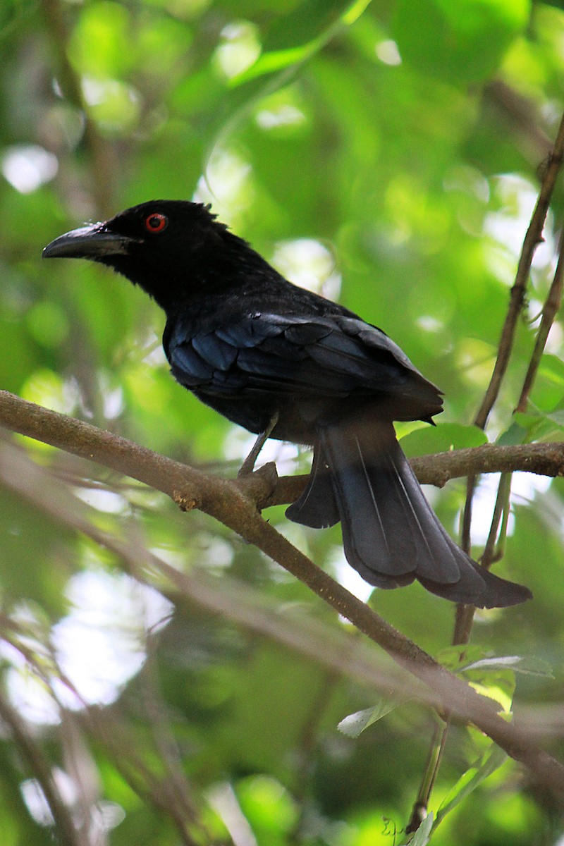 Spangled Drongo - ML44045621