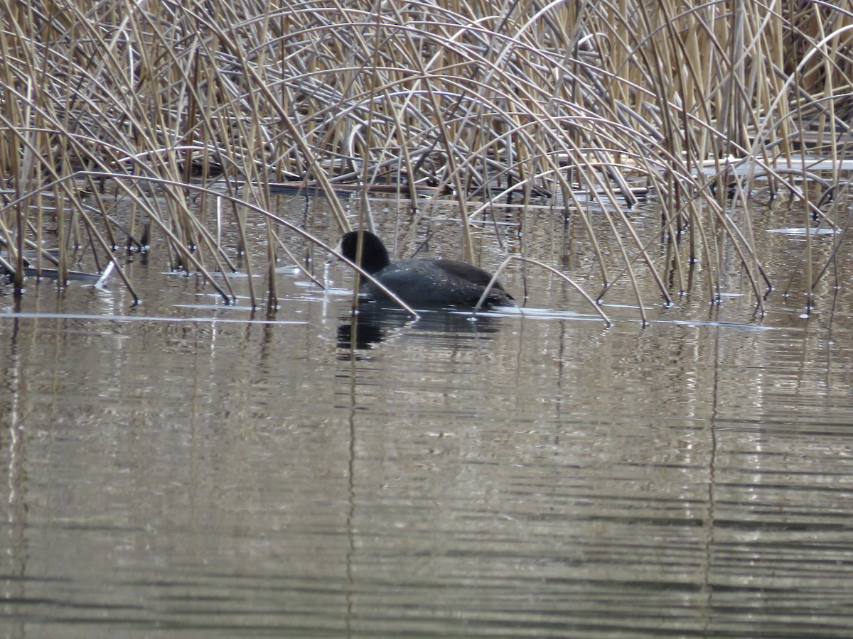 American Coot - Curtis Mahon