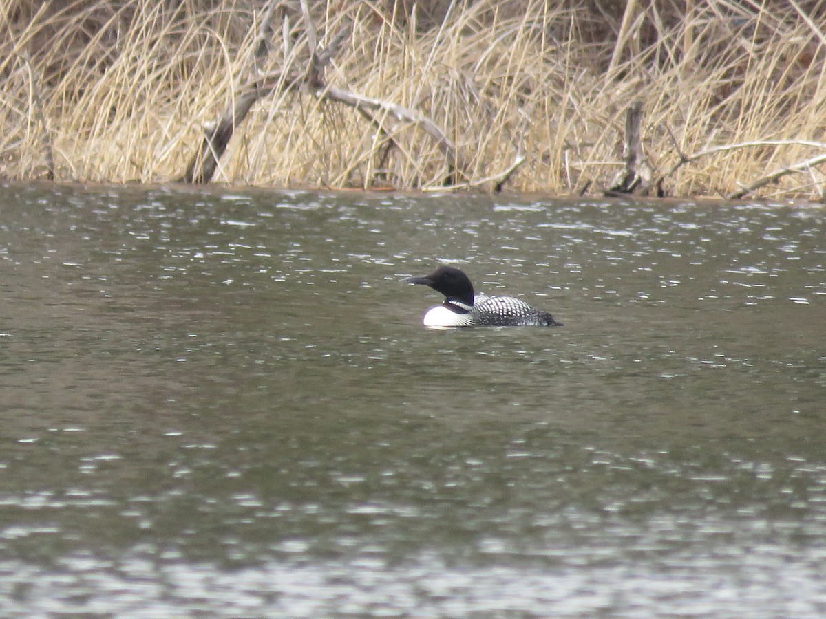 Common Loon - ML440456601