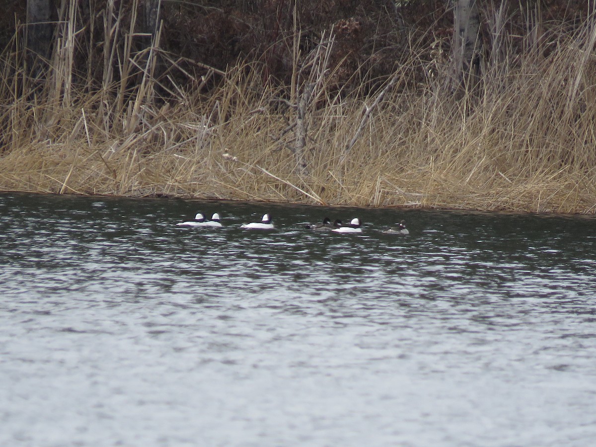 Bufflehead - ML440456651