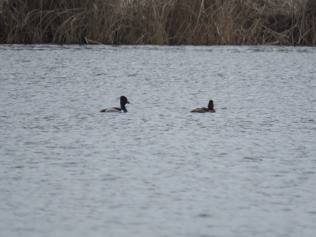 Ring-necked Duck - ML440456721