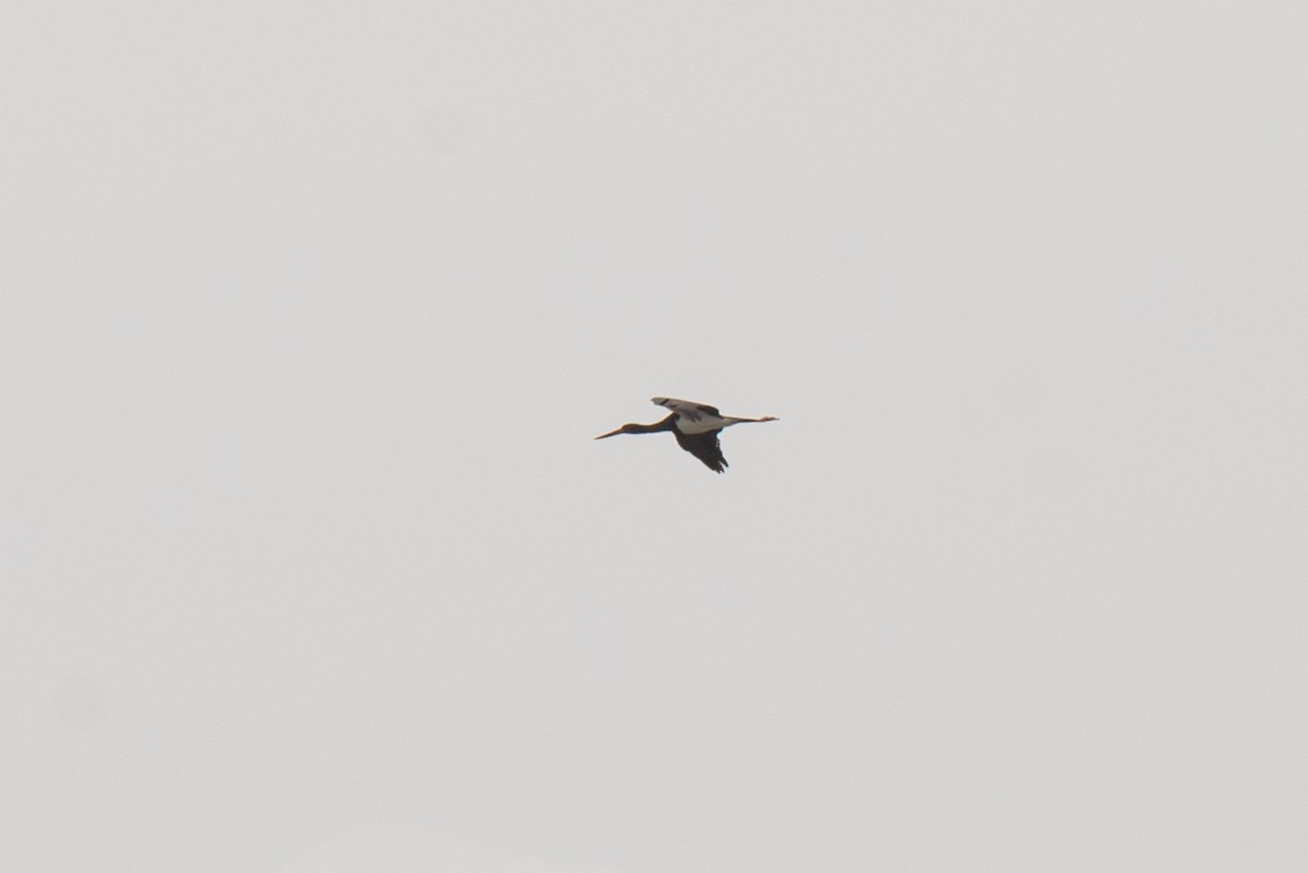 Black Stork - ML440457981