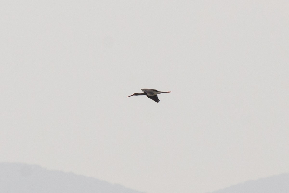 Black Stork - ML440457991