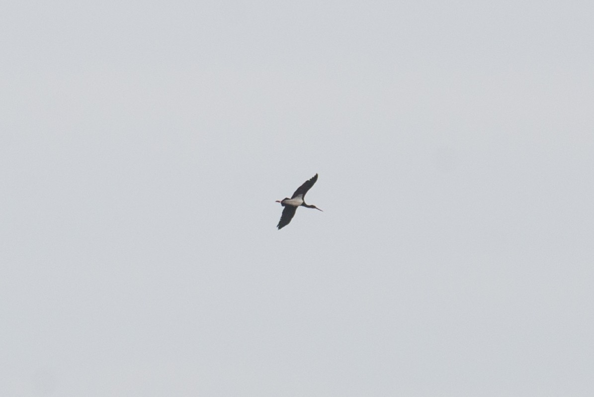 Black Stork - ML440458001