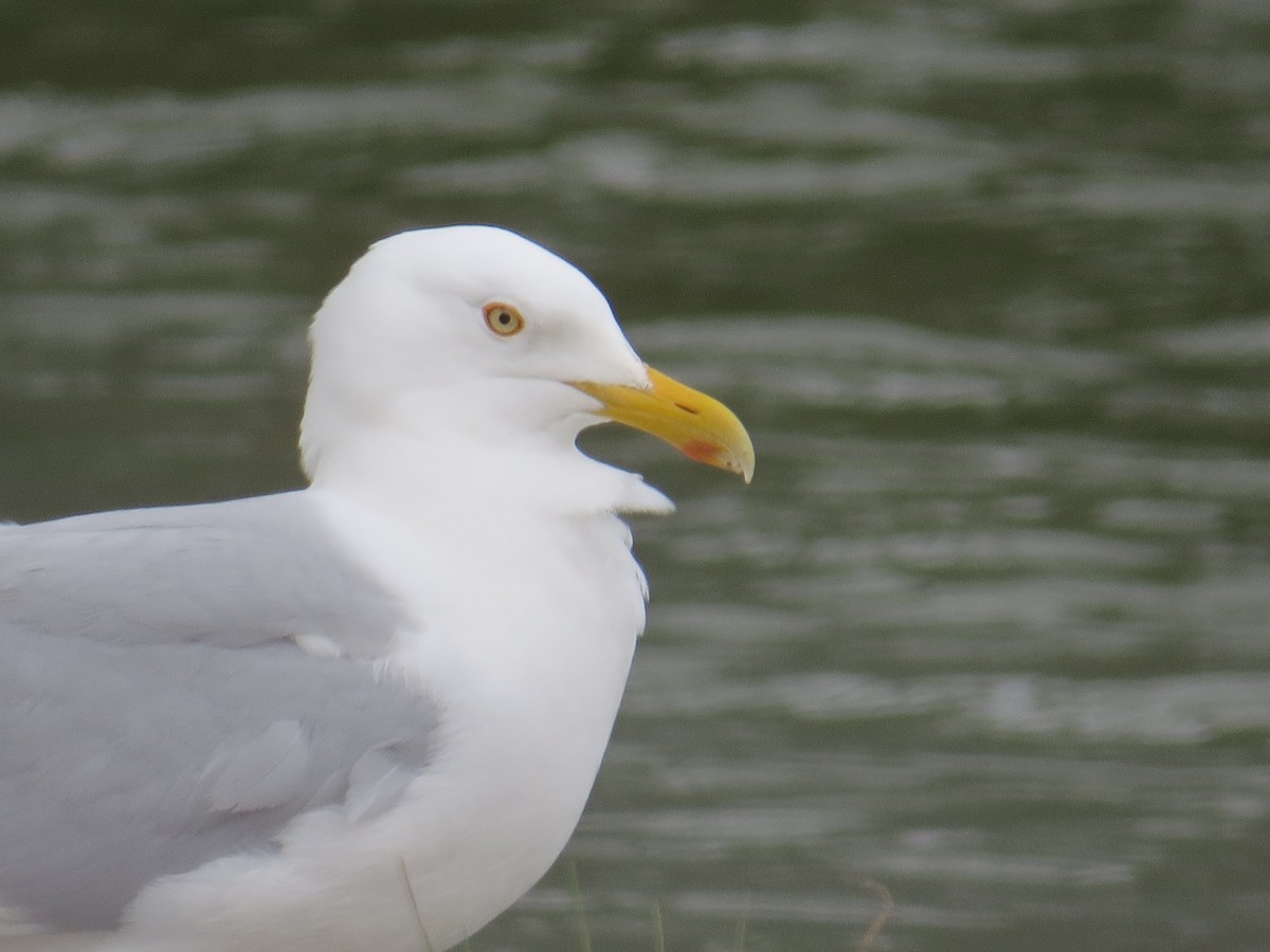 American Herring Gull - ML440458941
