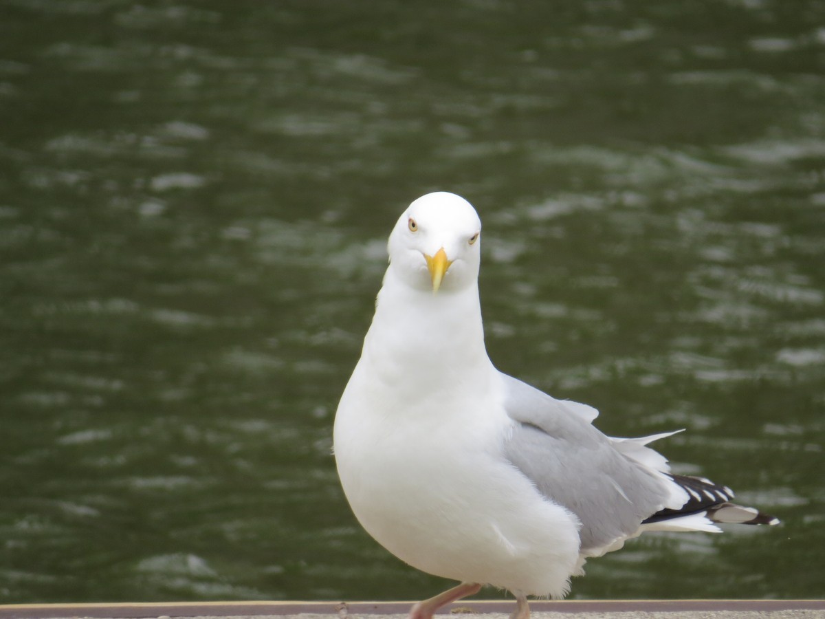 American Herring Gull - ML440458991