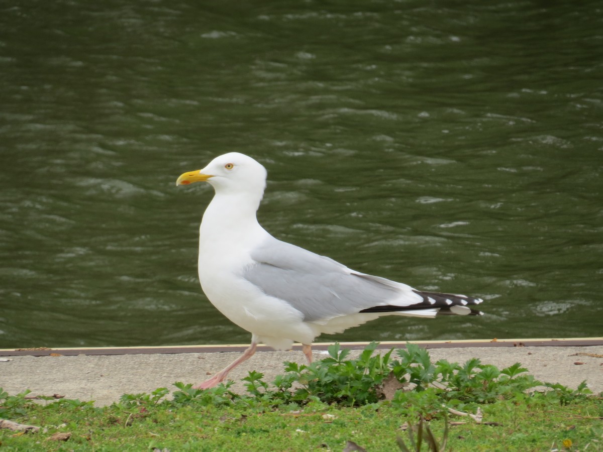 American Herring Gull - ML440459011