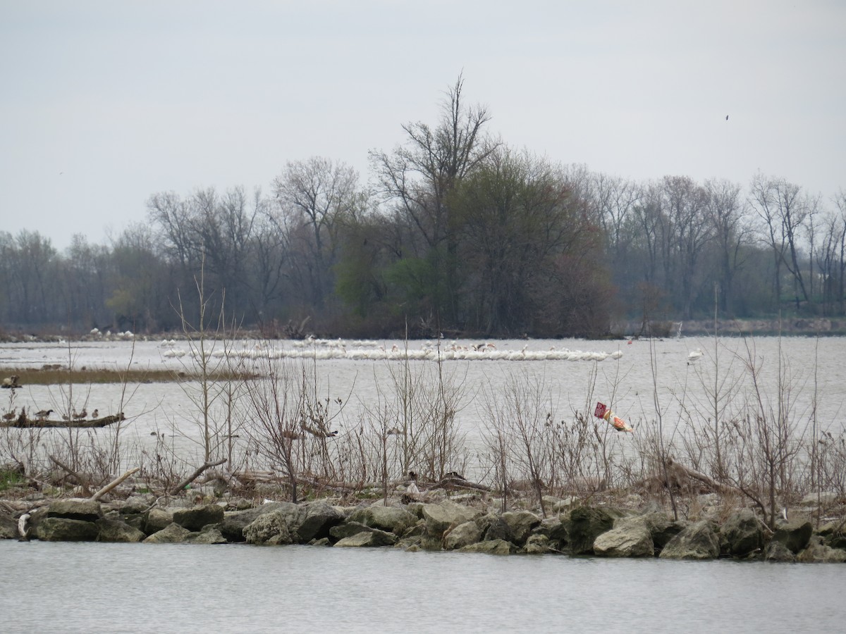 American White Pelican - ML440459781