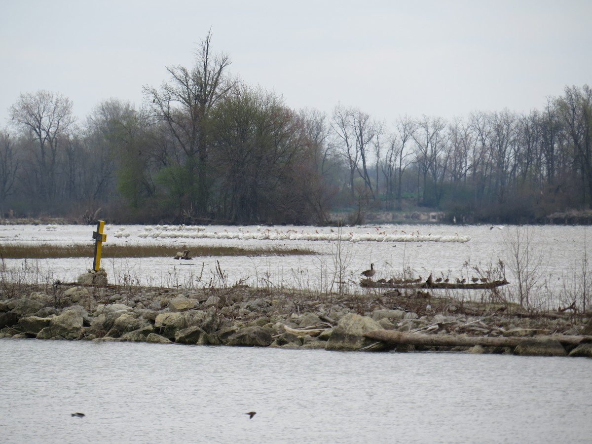 American White Pelican - ML440459791