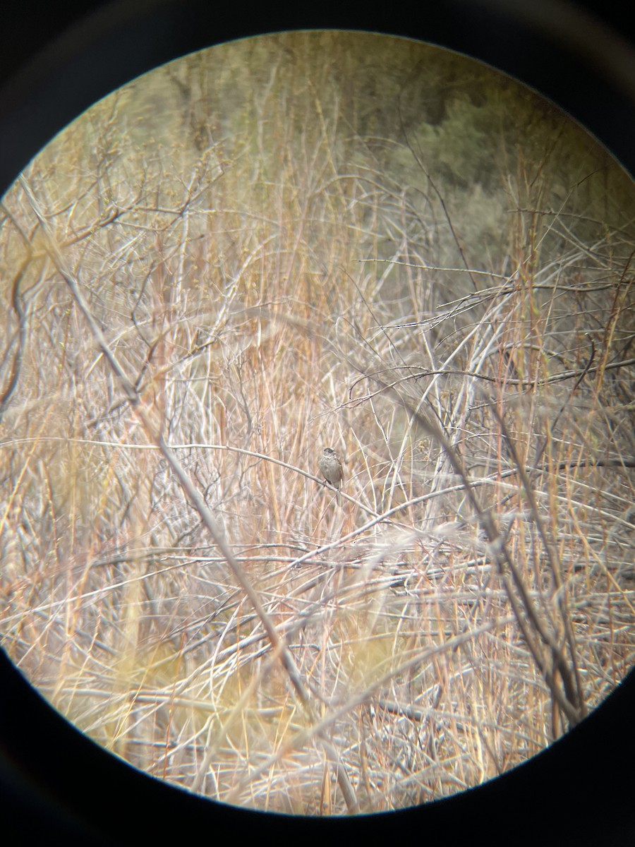 Golden-crowned Sparrow - ML440460771
