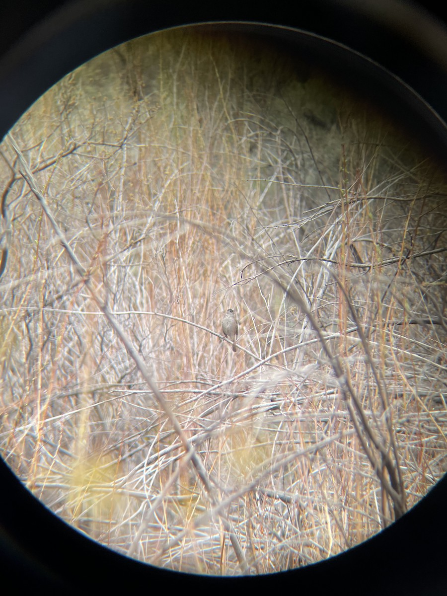 Golden-crowned Sparrow - ML440460781