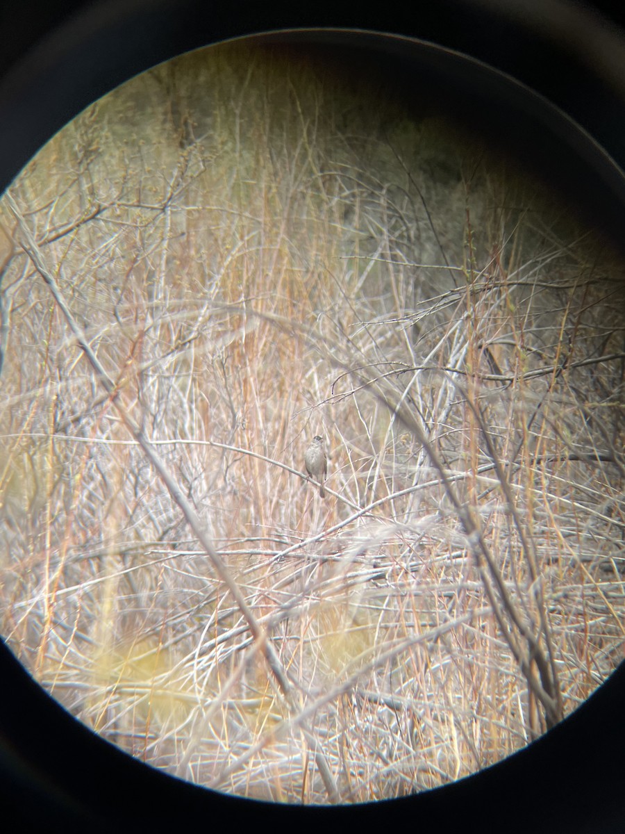 Golden-crowned Sparrow - ML440460791