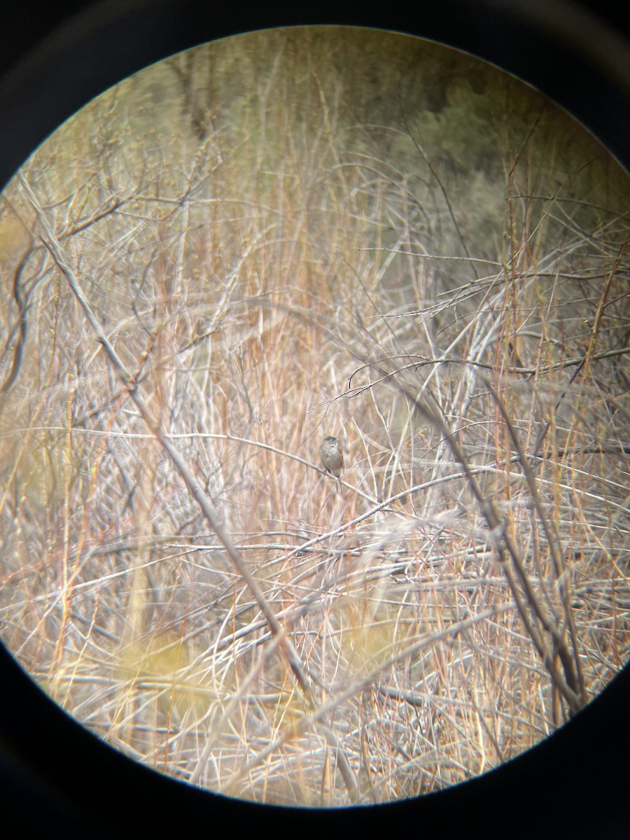 Golden-crowned Sparrow - ML440460801