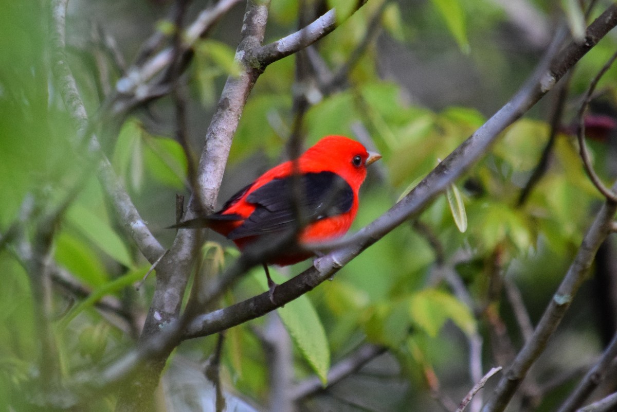 Scarlet Tanager - ML440463051