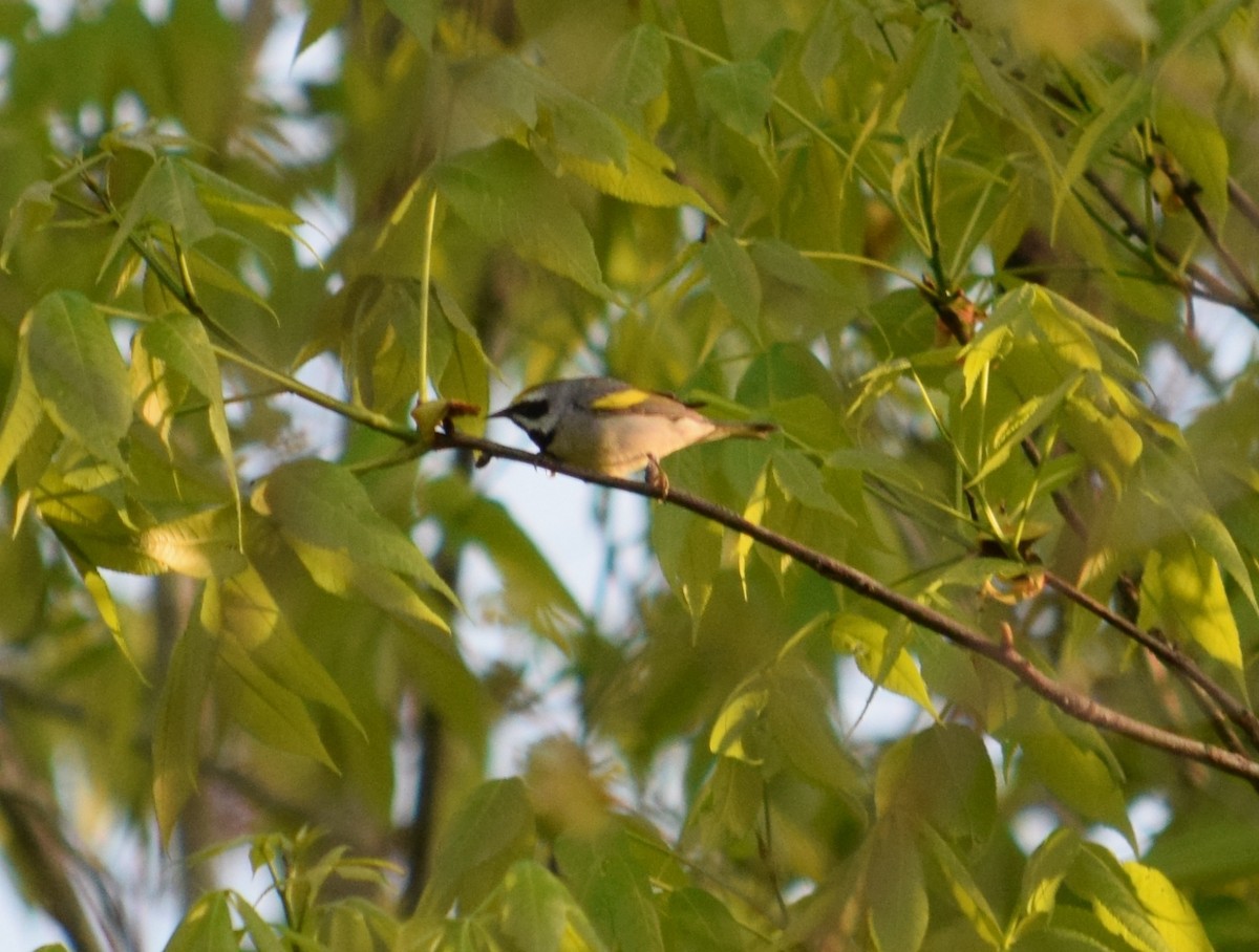 Golden-winged Warbler - ML440463081