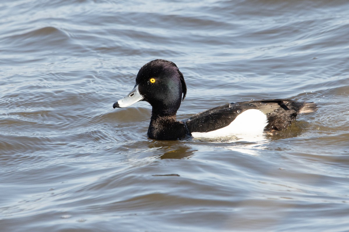 Tufted Duck - ML440466321