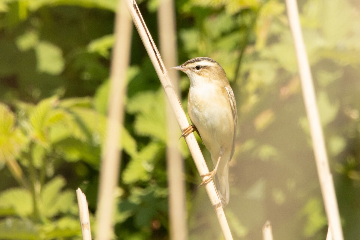 Sedge Warbler - ML440466641