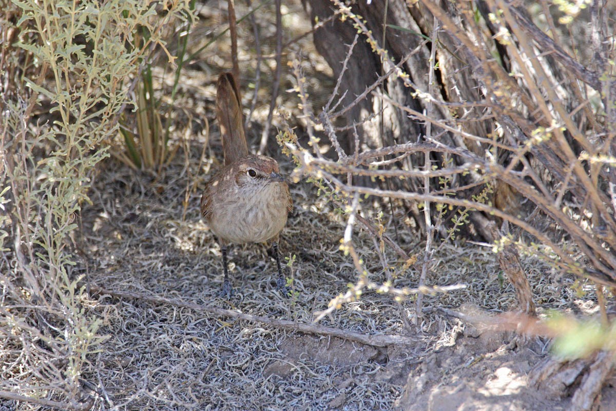 Fahltapaculo - ML440466671