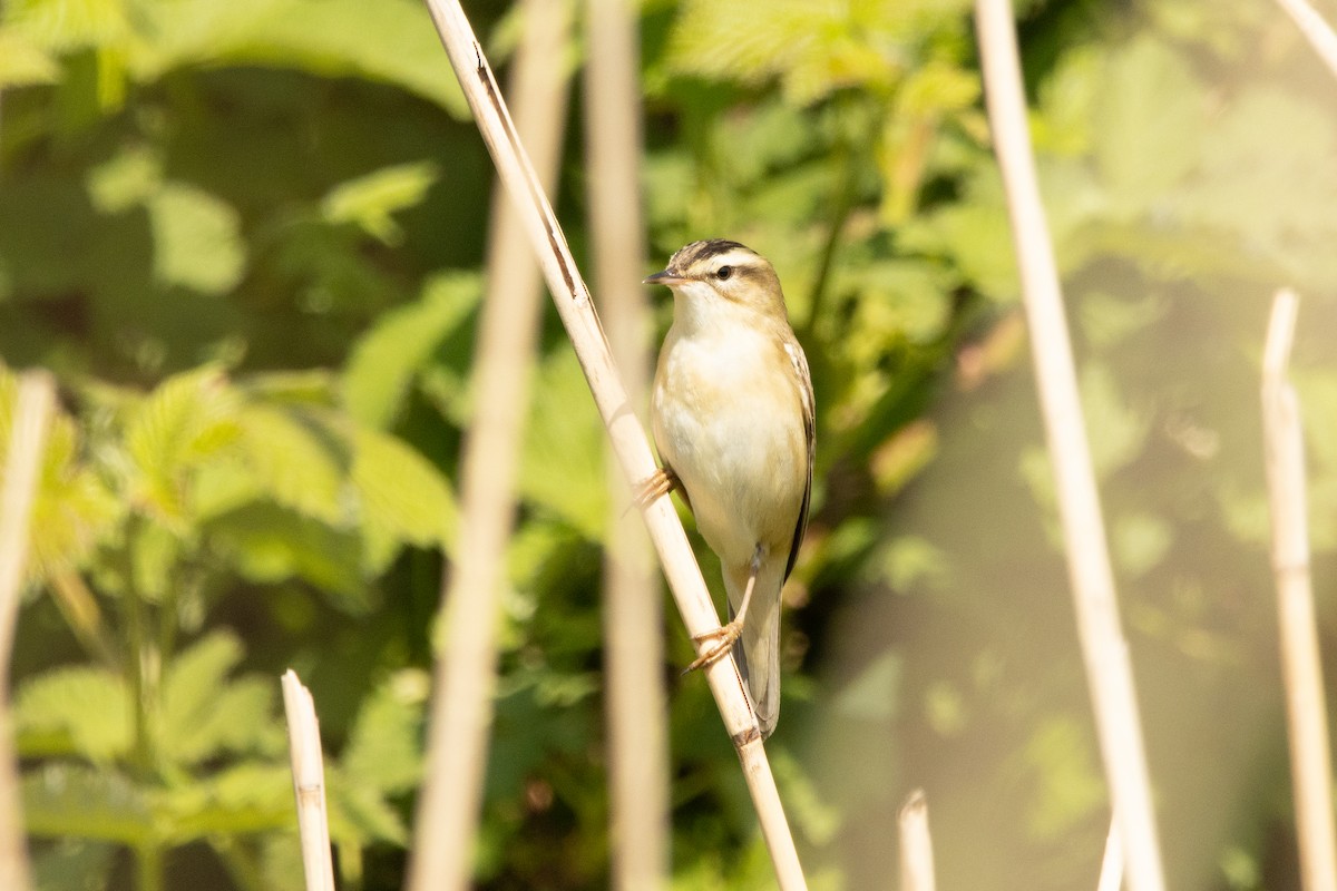 Sedge Warbler - ML440466741