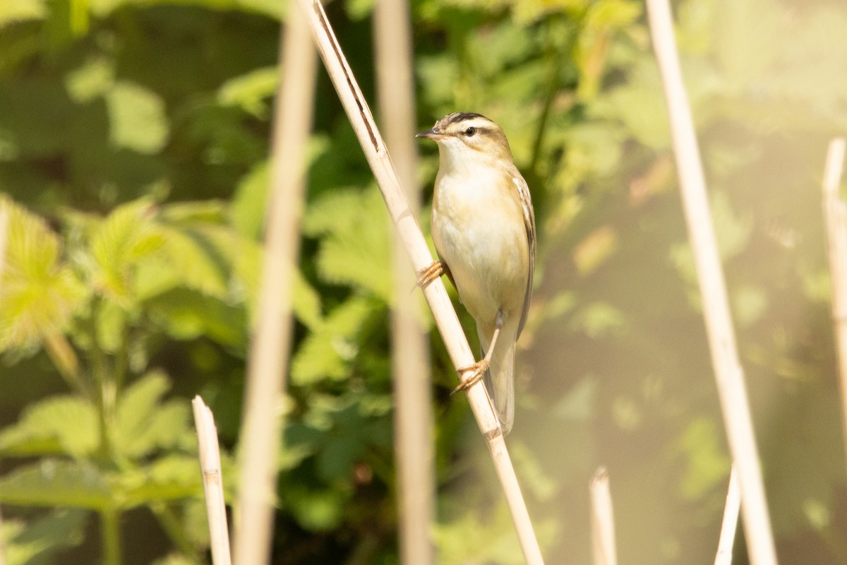 Sedge Warbler - Letty Roedolf Groenenboom